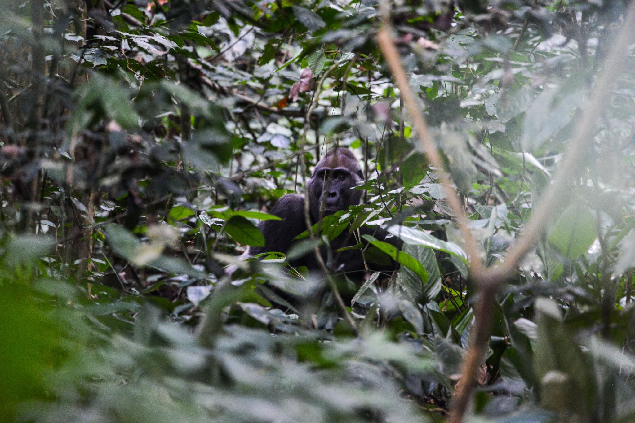 EU schließt neue Abkommen über Waldschutz