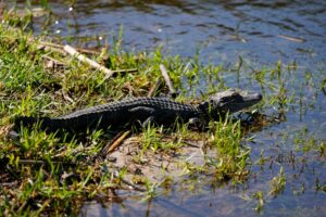 Vechta sucht nach Alligator
