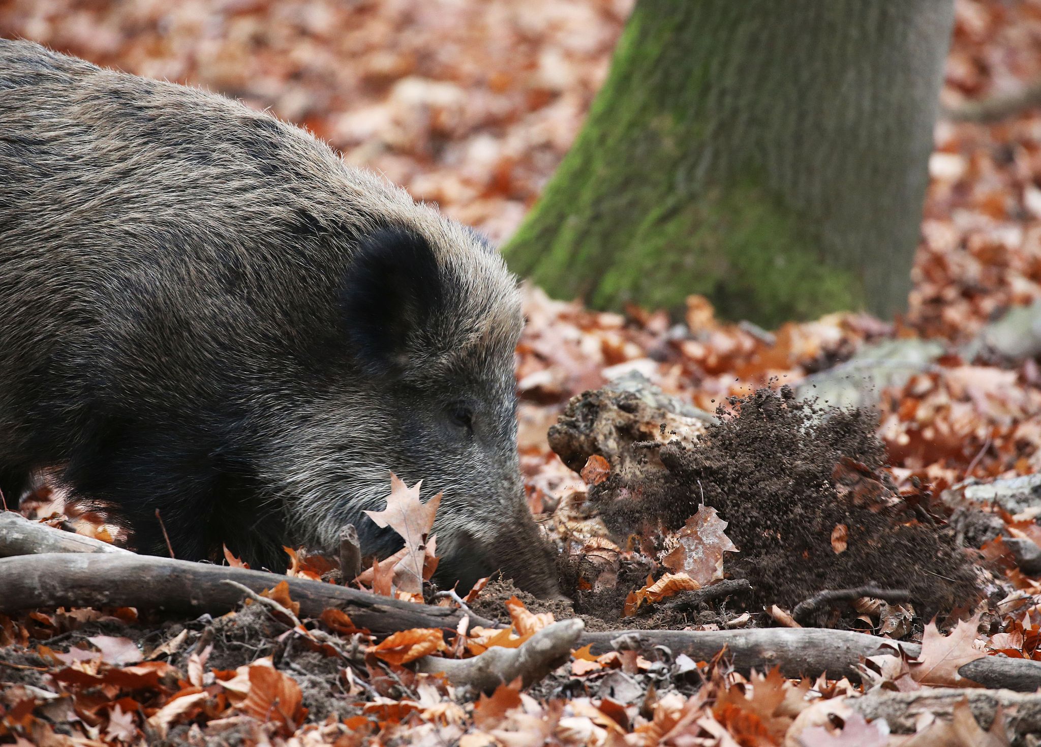 Erstmals Afrikanische Schweinepest in NRW nachgewiesen