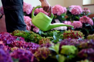 Moderne Hortensien: Drei Trend-Sorten für Garten und Balkon