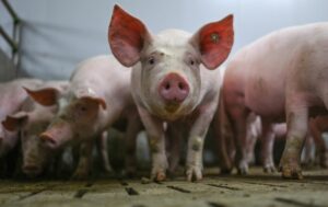 Was wird aus dem staatlichen Tierhaltungslogo?