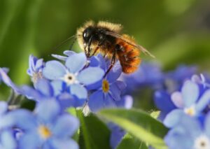 4 Tipps für einen insektenfreundlichen Balkon
