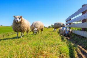 Texel für Foodies: Salzige Entdeckungen im Schafidyll
