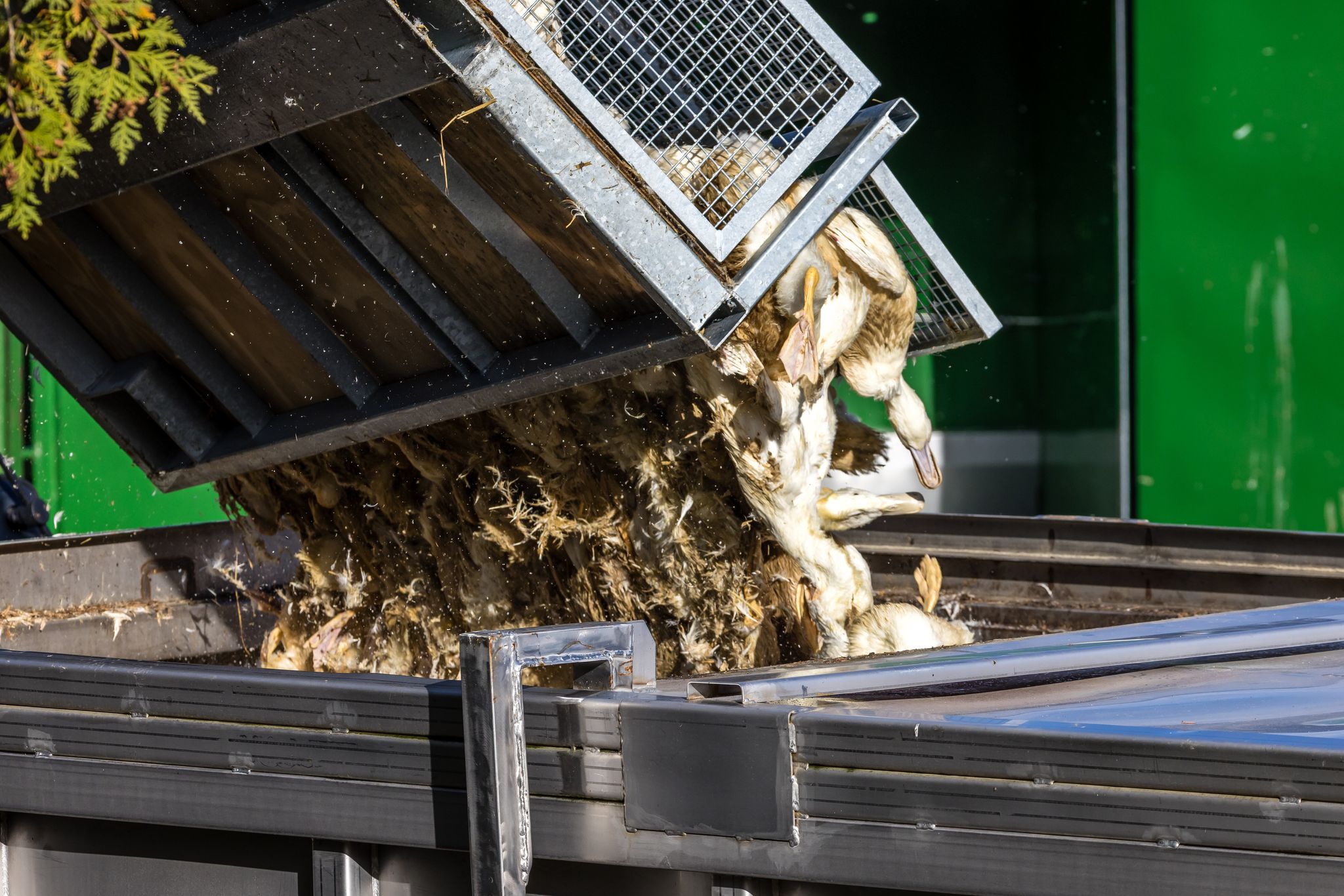 Vogelgrippe grassiert – 400.000 Tiere in Deutschland gekeult