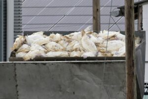 Vogelgrippe breitet sich aus – Geflügelhalter fordern Schutz