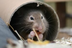 So bleibt der Hamster im Winter warm