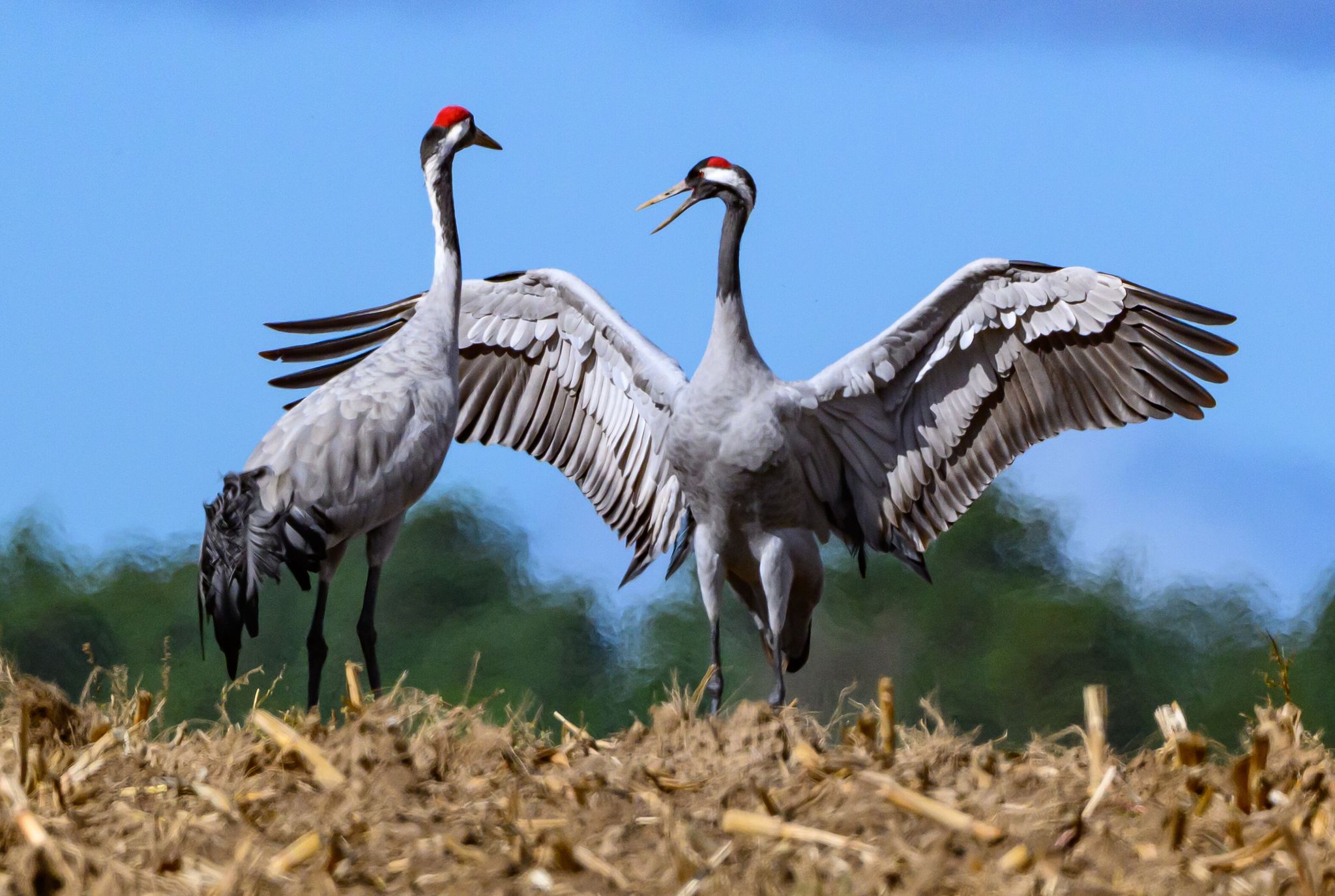 Vogelgrippe: Was tun, wenn ich einen toten Vogel finde?