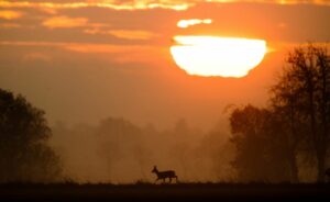 Nach der Zeitumstellung steigt Gefahr für Wildunfälle an