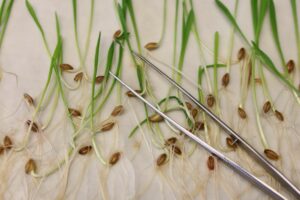 Gentechnik im Supermarkt: EU-Einigung auf laxere Regeln