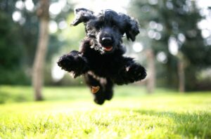 Tierischer Zappelphilipp: Wenn der Hund ADHS hat