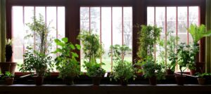 Sechs Fallen beim Überwintern von Pflanzen