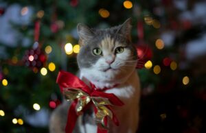 Tierisches Geschenk: Lieber Patenschaft statt Haustier