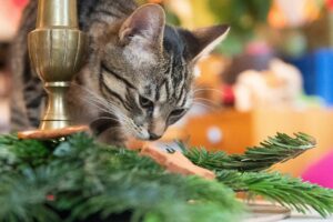 Gefahr an Weihnachten: Daran sollten Tiere nicht knabbern