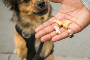 Diät statt Snacks: Ist mein Hund zu dick?