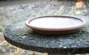 So bleibt die Vogeltränke frei von Frost