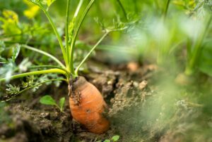 So bereiten Sie das neue Gartenjahr vor