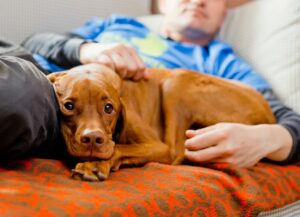 Wie können Tiere der Seele helfen?