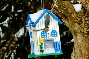 Vogelwohnung gesucht: So helfen Nistkästen im Frühling